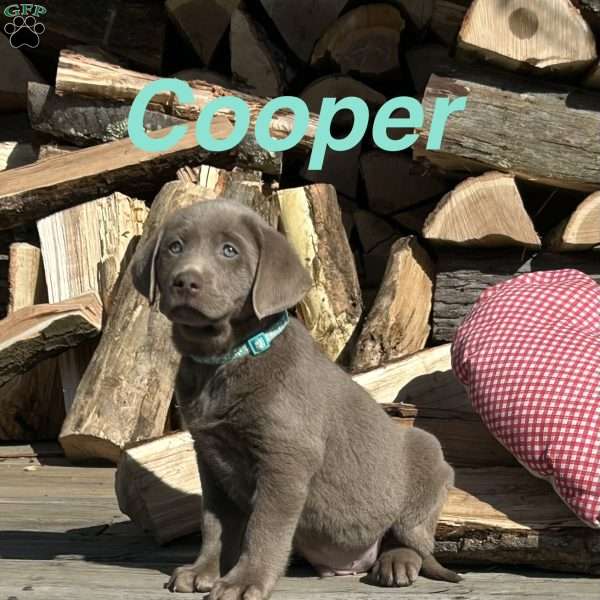 Cooper, Silver Labrador Retriever Puppy